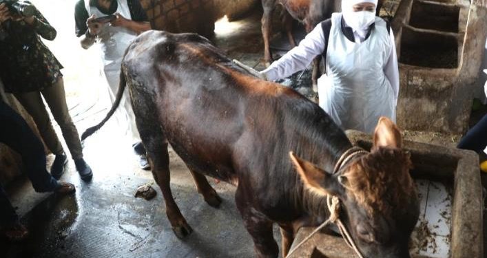 Ditemukan Wabah PMK, Empat Pasar Hewan di Jatim Tutup Sementara
