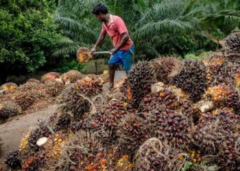 Presiden Larang Ekspor CPO , Harga Sawit Melonjak