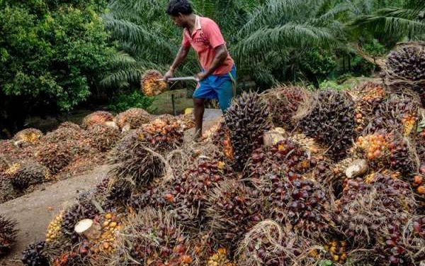 Presiden Larang Ekspor CPO , Harga Sawit Melonjak