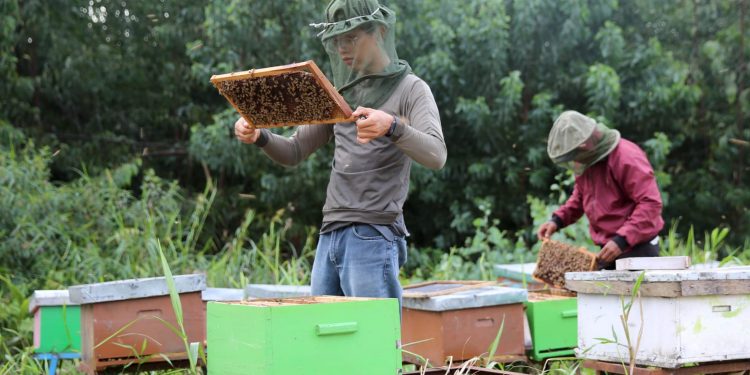 PT Wirakarya Sakti Kembangkan Ekonomi Masyarakat Melalui Program Mengelola Hasil Hutan Bukan Kayu (HHBK) Madu