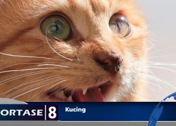 Bukti Kucing Peliharaan Terinveksi Virus Rabies, Ini Tanda -Tandanya