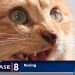 Bukti Kucing Peliharaan Terinveksi Virus Rabies, Ini Tanda -Tandanya