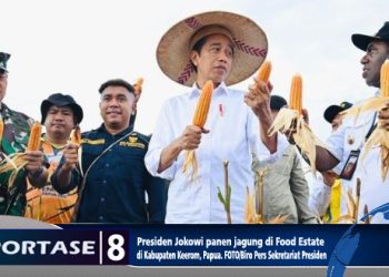Jokowi Berharap Food Estate Papua Bisa Memenuhi Kebutuhan Jagung Nasional