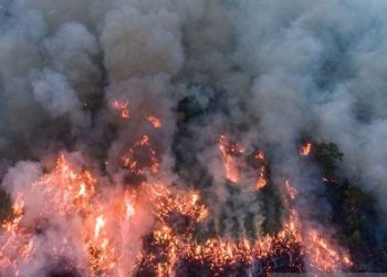 Dinggap Tidak Efektif Atasi Karhutla di Lahan Gambut Menggunakan Helikopter Water Bombing, KLHK Minta Evaluasai