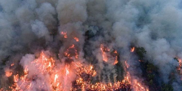 Dinggap Tidak Efektif Atasi Karhutla di Lahan Gambut Menggunakan Helikopter Water Bombing, KLHK Minta Evaluasai