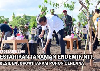 Lestarikan Tanaman Endemik NTT, Presiden Jokowi Tanam Pohon Cendana
