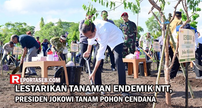 Lestarikan Tanaman Endemik NTT, Presiden Jokowi Tanam Pohon Cendana