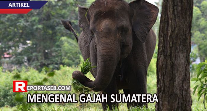 Mengenal Gajah Sumatera Yang Ada di Bukit Barisan