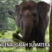 Mengenal Gajah Sumatera Yang Ada di Bukit Barisan