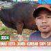 Peringati Hari Idul Adha 1445 H, Forkom Ormas Kota Jambi Gelar Kurban Satu Ekor Sapi
