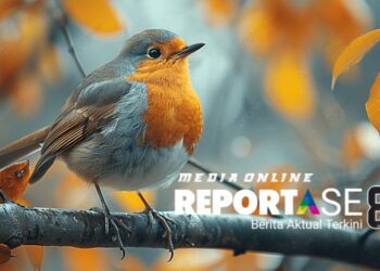 Mengenal Burung Robin Amerika