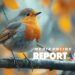 Mengenal Burung Robin Amerika