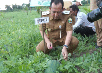 Bupati Muara Jambi BBS Resmi Membuka Acara Panen Raya Buah Semangka