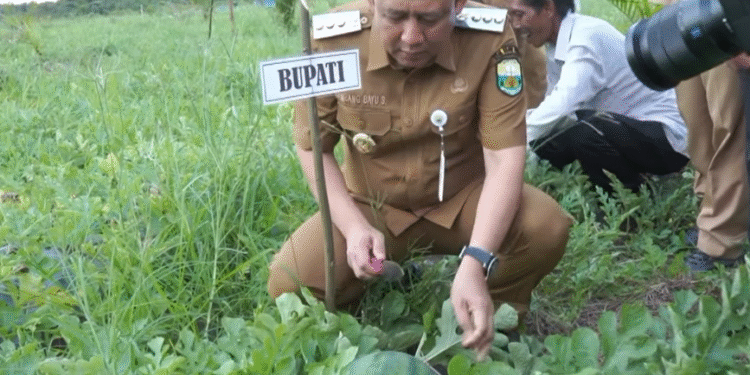 Bupati Muara Jambi BBS Resmi Membuka Acara Panen Raya Buah Semangka