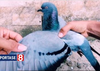 Merpati Balap, Hobi Tradisional yang Butuh Perawatan Khusus dan Berpotensi Menghasilkan