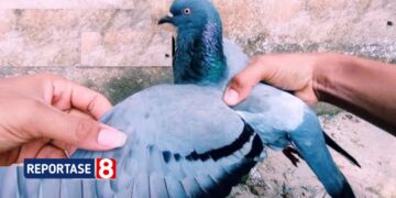 Merpati Balap, Hobi Tradisional yang Butuh Perawatan Khusus dan Berpotensi Menghasilkan