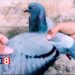 Merpati Balap, Hobi Tradisional yang Butuh Perawatan Khusus dan Berpotensi Menghasilkan