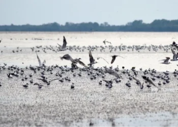 Pantai Timur Jambi Jadi Persinggahan Ribuan Burung Migran Antarbenua