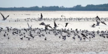 Pantai Timur Jambi Jadi Persinggahan Ribuan Burung Migran Antarbenua