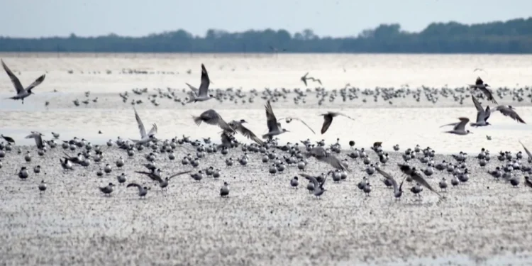Pantai Timur Jambi Jadi Persinggahan Ribuan Burung Migran Antarbenua