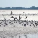 Pantai Timur Jambi Jadi Persinggahan Ribuan Burung Migran Antarbenua